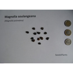 MAGNOLIA POŚREDNIA Magnolia soulangeana