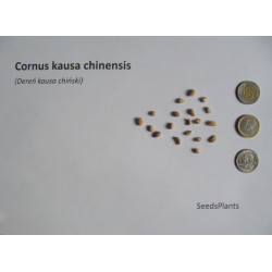 DEREŃ KAUSA CHINSKI Cornus kausa chinensis