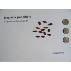 MAGNOLIA WIELKOKWIATOWA Magnolia grandiflora
