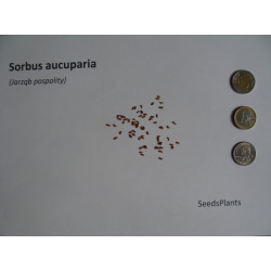 JARZĄB POSPOLITY  Sorbus aucuparia