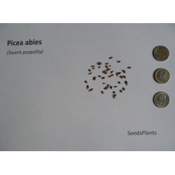 ŚWIERK POSPOLITY   Picea abies