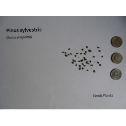 SOSNA POSPOLITA Pinus sylvestris