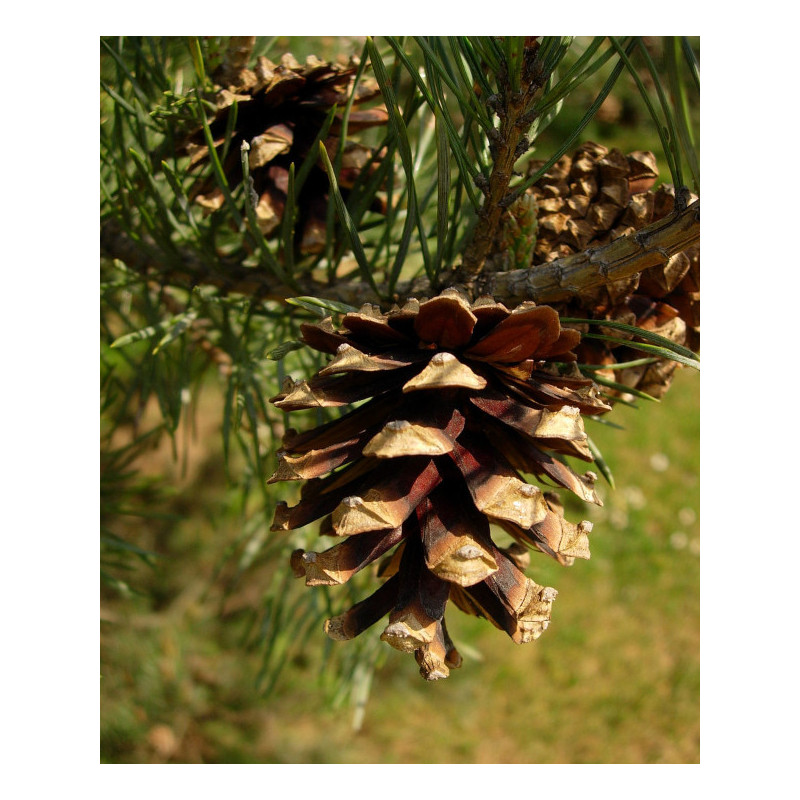 SOSNA POSPOLITA Pinus sylvestris