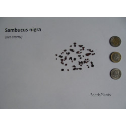 BEZ CZARNY Sambucus nigra