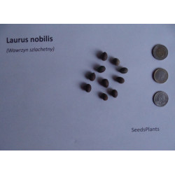 WAWRZYN SZLACHETNY Laurus nobilis