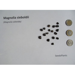 MAGNOLIA SIEBOLDA Magnolia sieboldii