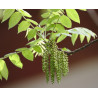 ORZECH CZARNY Juglans nigra