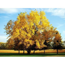 ORZECH CZARNY Juglans nigra