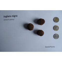 ORZECH CZARNY Juglans nigra