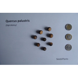 DĄB BŁOTNY Quercus palustris