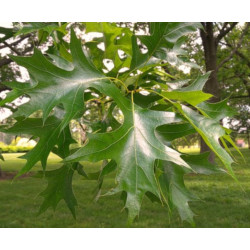 DĄB BŁOTNY Quercus palustris