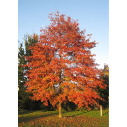 DĄB BŁOTNY Quercus palustris