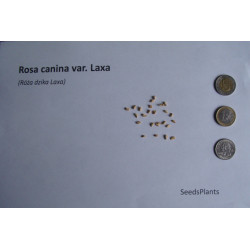 Rosa canina var. Laxa