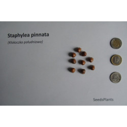 KŁOKOCZKA POŁUDNIOWA Staphylea pinnata