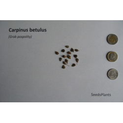 GRAB POSPOLITY Carpinus betulus