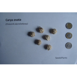 ORZESZNIK PIĘCIOLISTKOWY Carya ovata
