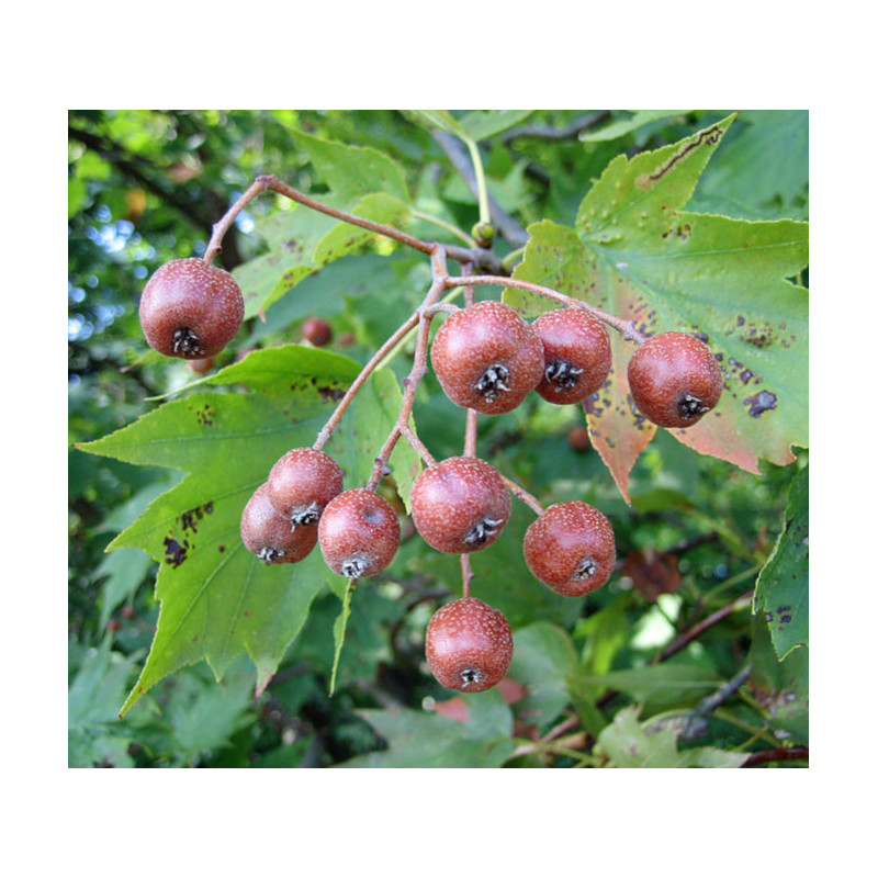 JARZĄB BREKINIA Sorbus torminalis