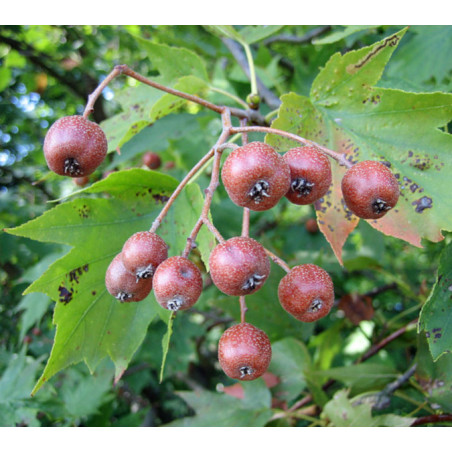 Sorbus torminalis