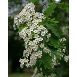 JARZĄB BREKINIA Sorbus torminalis