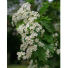 Sorbus torminalis