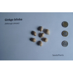 MIŁORZĄB CHIŃSKI Ginkgo biloba