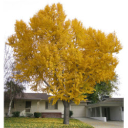 MIŁORZĄB CHIŃSKI Ginkgo biloba