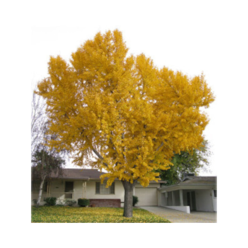 MIŁORZĄB CHIŃSKI Ginkgo biloba