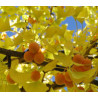 MIŁORZĄB CHIŃSKI Ginkgo biloba