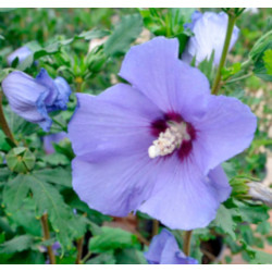 KETMIA SYRYJSKA Hibiscus syriacus