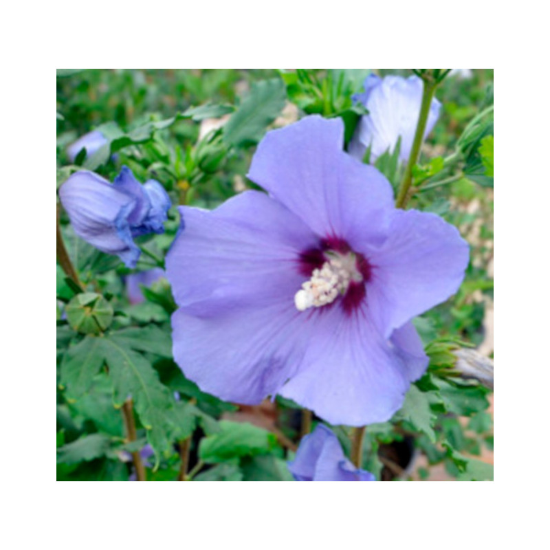KETMIA SYRYJSKA Hibiscus syriacus
