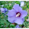 KETMIA SYRYJSKA Hibiscus syriacus