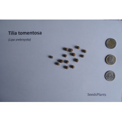 LIPA SREBRZYSTA Tilia tomentosa