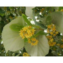 Tilia tomentosa