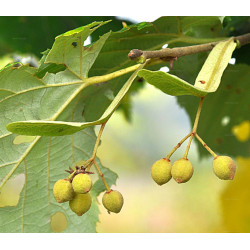 LIPA SREBRZYSTA Tilia tomentosa