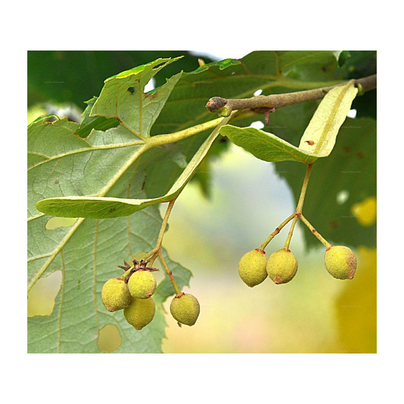 Tilia tomentosa