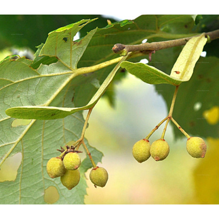 Tilia tomentosa