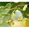 Tilia tomentosa