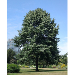 LIPA SREBRZYSTA Tilia tomentosa