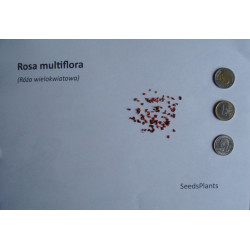 RÓŻA WIELOKWIATOWA Rosa multiflora