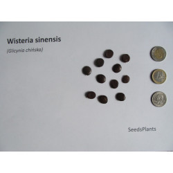 GLICYNIA CHIŃSKA Wisteria sinensis