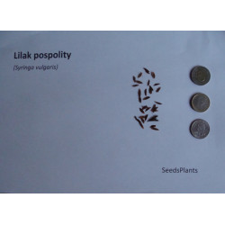 LILAK POSPOLITY Syringa vulgaris