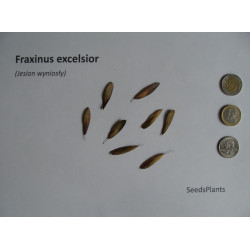 JESION WYNIOSŁY Fraxinus excelsior