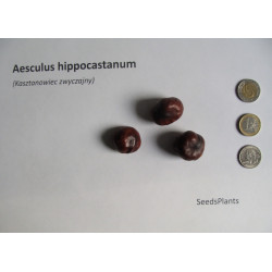 KASZTANOWIEC ZWYCZAJNY Aesculus hippocastanum