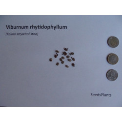 Viburnum rhytidophyllum