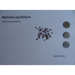 MAHONIA POSPOLITA Mahonia aquifolium