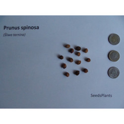ŚLIWA TARNINA Prunus spinosa