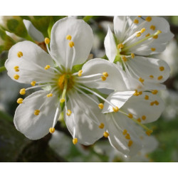 Prunus domestica subsp. syriaca