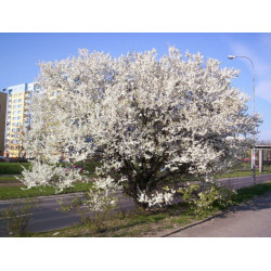 Prunus domestica subsp. syriaca