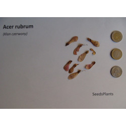 KLON CZERWONY Acer rubrum