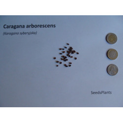 KARAGANA SYBERYJSKA Caragana arborescens